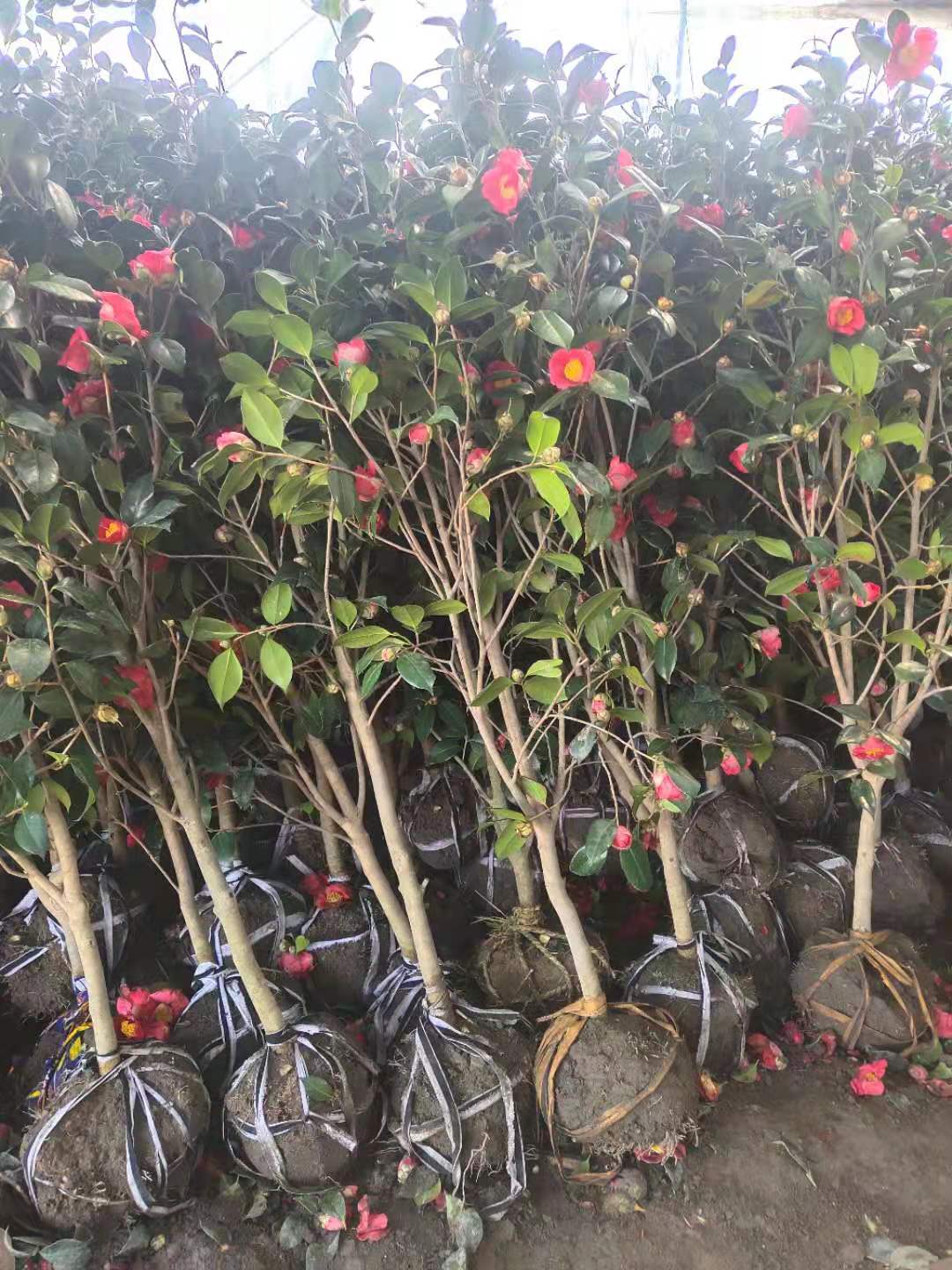 供应耐冬茶花树苗耐冬茶花绿化工程苗