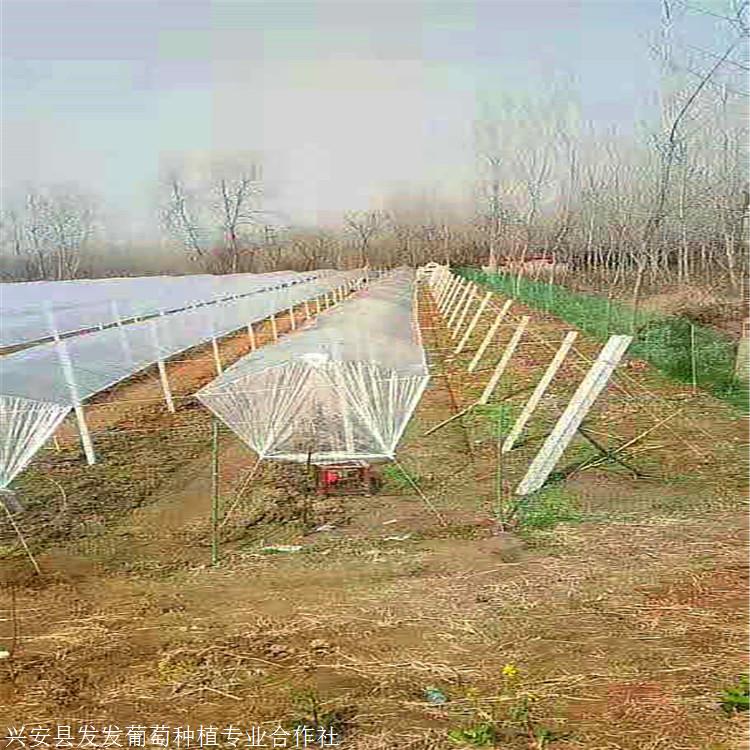 發發農業避雨棚搭建廠家批發溫室骨架搭建避雨棚規格齊全