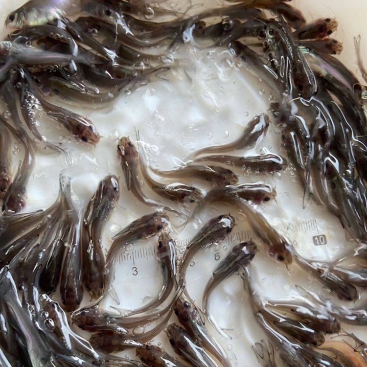 廣東叉尾魚苗批發 斑點叉尾鮰魚苗批發 鉗魚苗批發 溝鯰魚苗批發