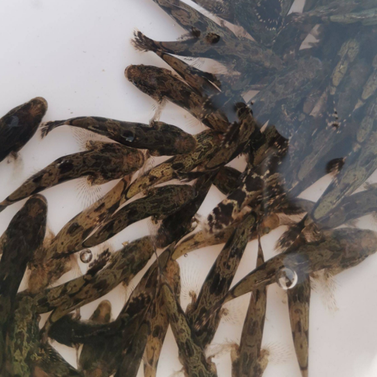 亿隆水产鱼苗批发四川笋壳鱼苗批发四川鱼苗批发