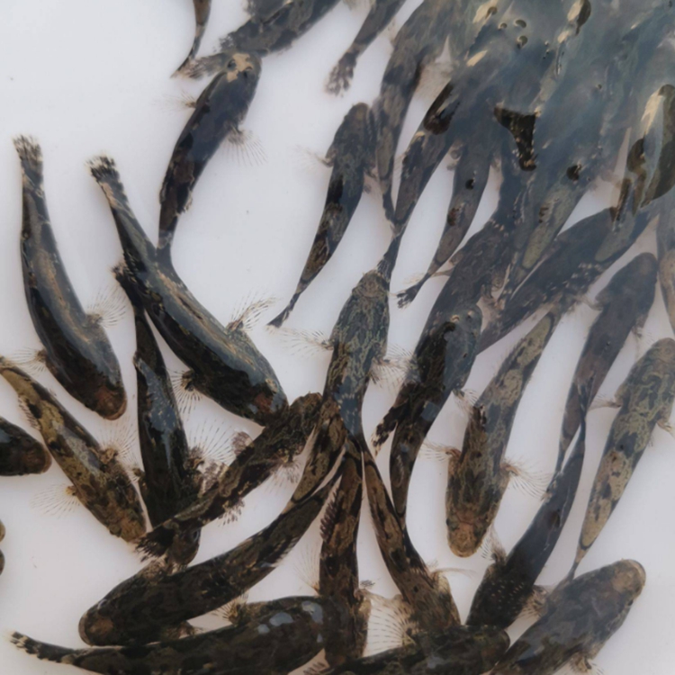 亿隆水产鱼苗批发四川笋壳鱼苗批发四川鱼苗批发