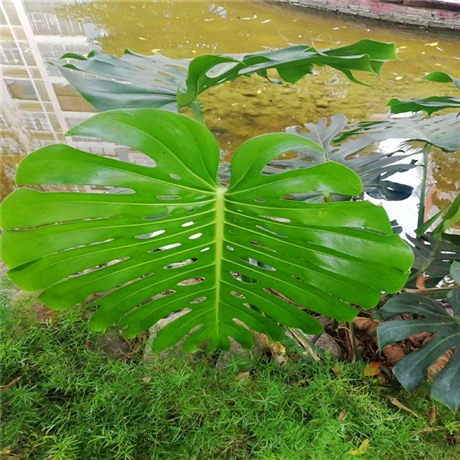 龟背竹批发江西龟背竹价格规格齐全欢迎咨询