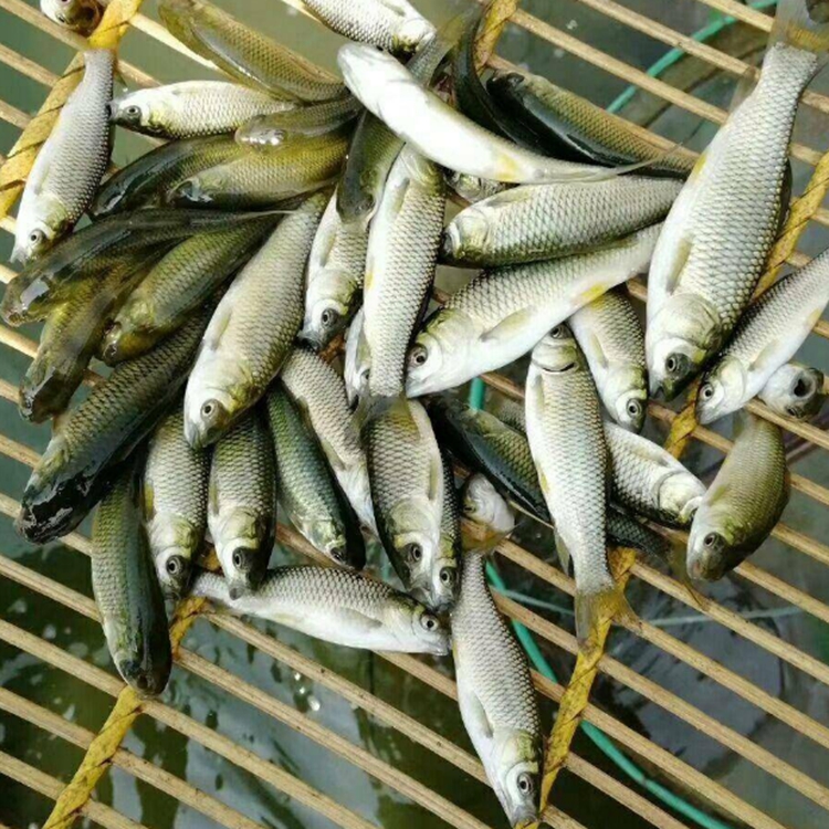 草鱼:又名鲩鱼,混子,草鲩,草包鱼,草根鱼,草青,白鲩.