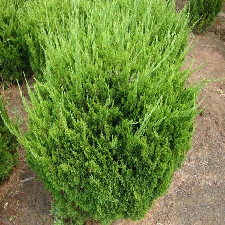 龙柏木小龙柏苗皮小龙柏基地量大价优