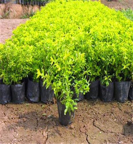 黄金叶批发贵州黄金叶袋苗道路色块绿篱黄金叶