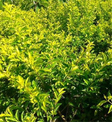 黄金叶批发贵州黄金叶袋苗道路色块绿篱黄金叶