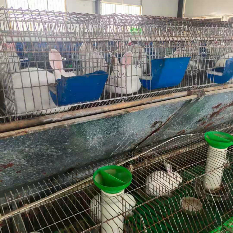 养殖兔子包回收的厂家种兔价格肉兔养殖场