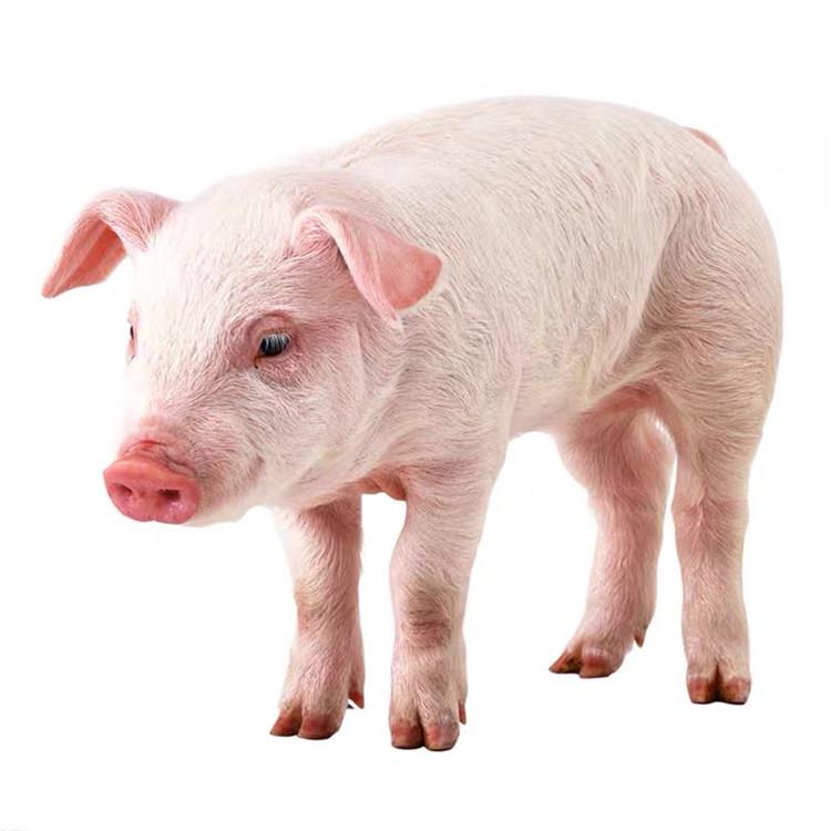 育肥猪苗 仔猪批发 优倍牧业 太湖母猪批发 品种体型好