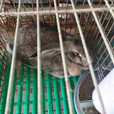 散养杂交比利时兔兔子每窝产几只仔肉兔散养好还是笼养好