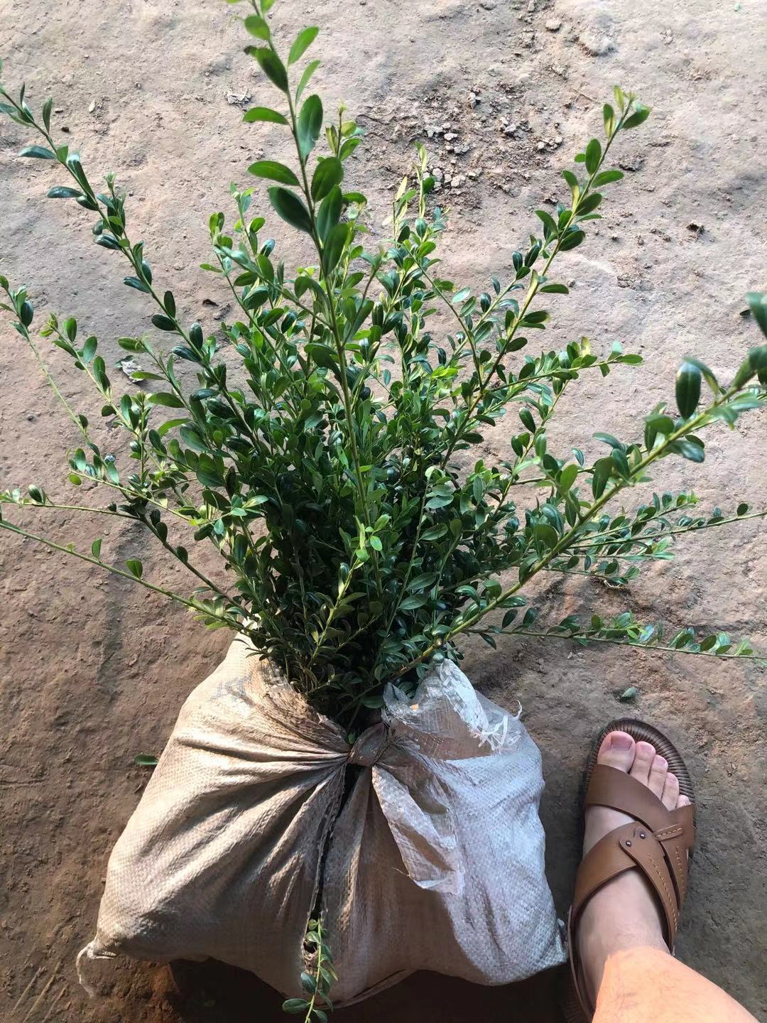 出售龟甲冬青苗 龟甲冬青球 龟甲冬青苗圃基地