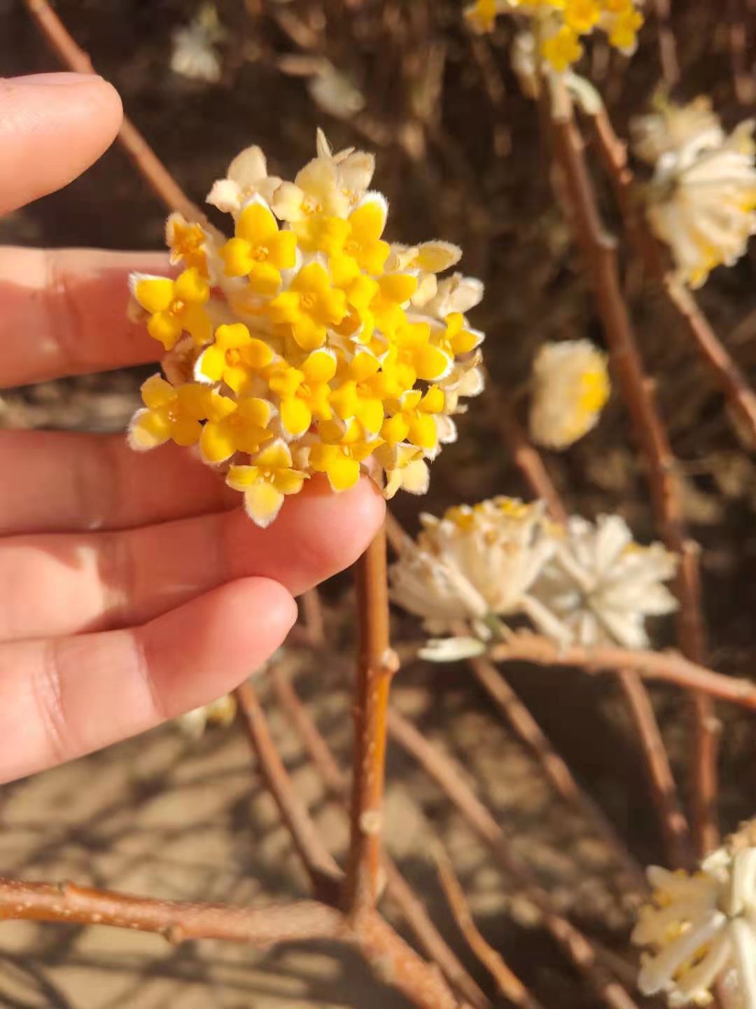 江苏丛生结香花供应商结香苗绿化工程苗