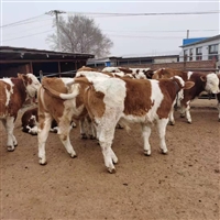 吉林省西�T塔��牛�B殖基地  西�T塔��牛小母牛  2021年�r格