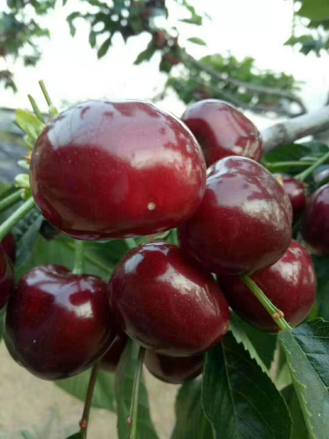 桑提娜樱桃苗基地