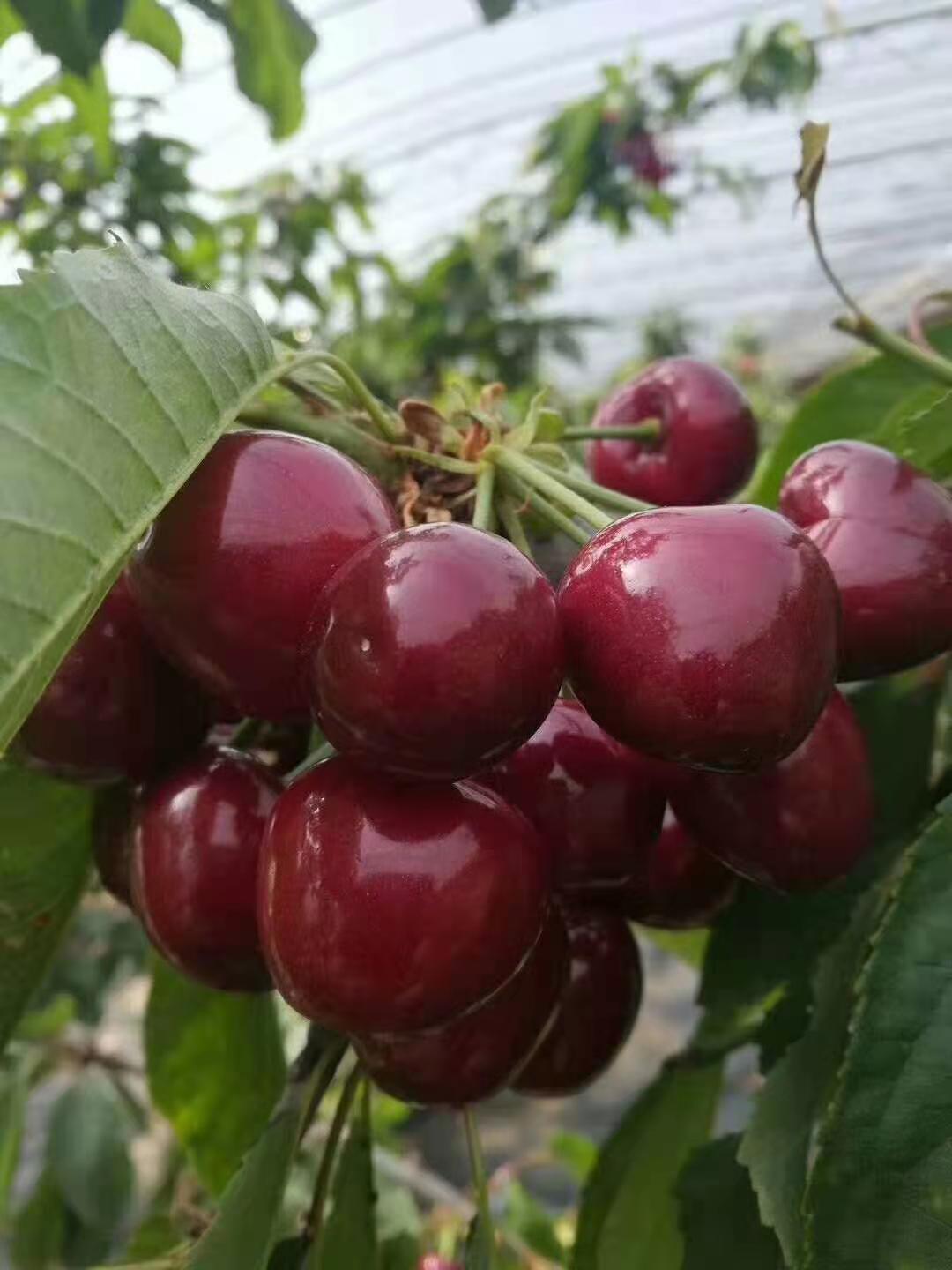 鲁樱三号樱桃苗基地