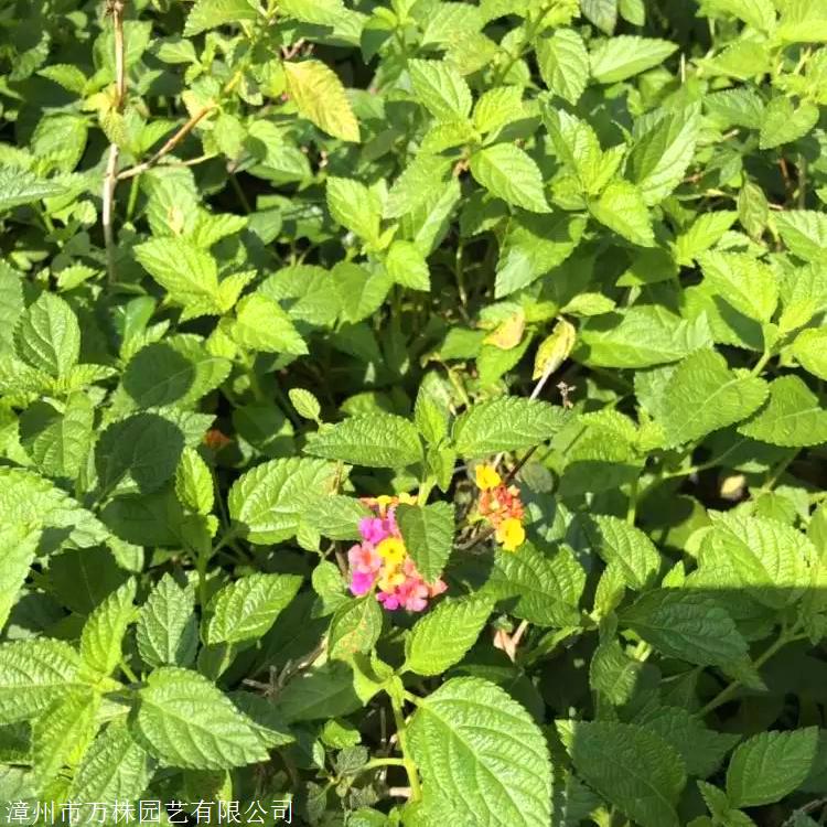 馬櫻丹小苗湖北五色梅價格道路色塊綠籬馬櫻丹