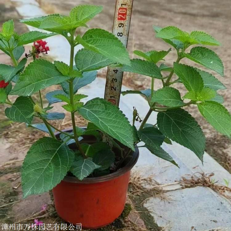 五色梅杯苗贵州精品五色梅基地直供规格齐全