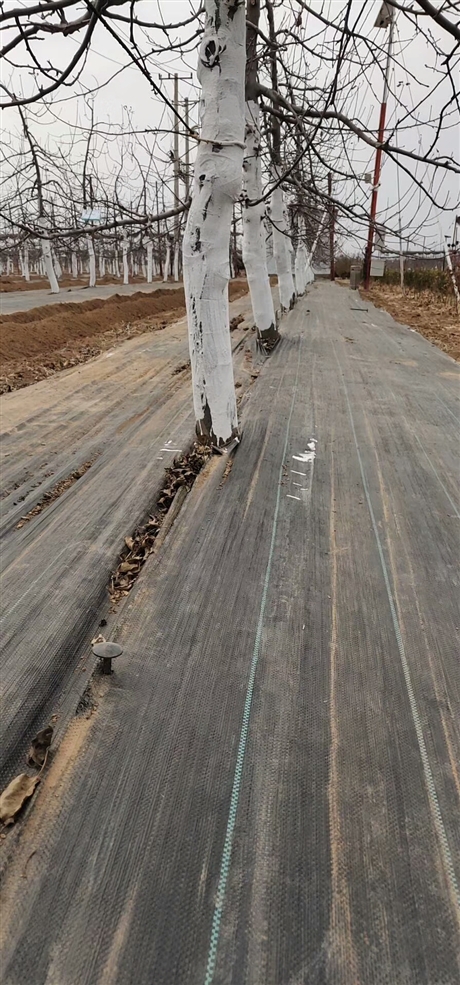 透水防草园艺地布 可降解大棚防草布