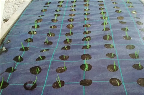 多功能抗老化园艺防草布 花卉大棚抑草席 保肥透水