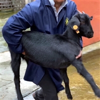 想回家养羊又怕技术难，搞定这 3 件事就稳了 