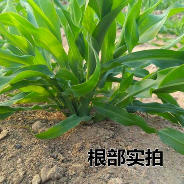 高丹草种子批发养殖牛羊牧草高丹草黑麦草种子批发