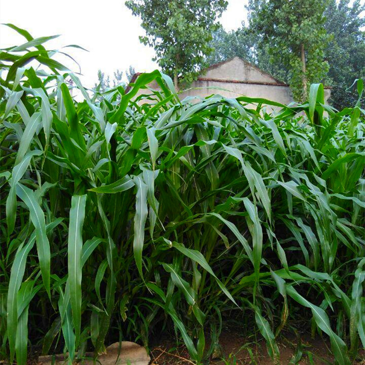 苏丹草种子批发零售高丹草黑麦草苏丹草苜蓿草种子