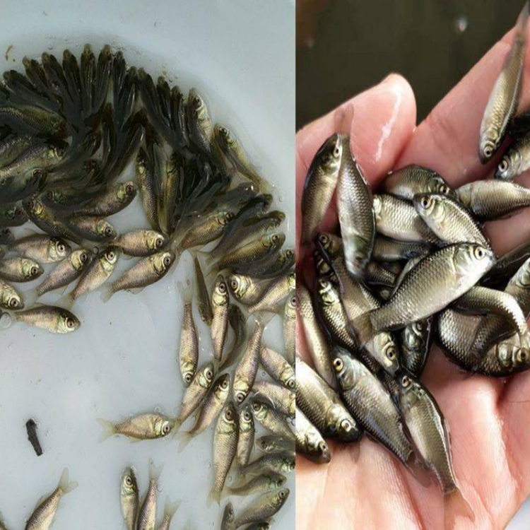 武汉鲫鱼苗全国发货 武汉大白鲫鱼苗 粤鼎水产武汉鱼苗水花一手货