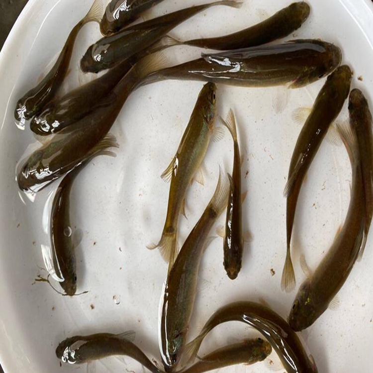 粤鼎水产广西丁桂鱼苗 灵川丁岁鱼苗 合山市须鱼岁鱼苗 北流绿丁桂鱼