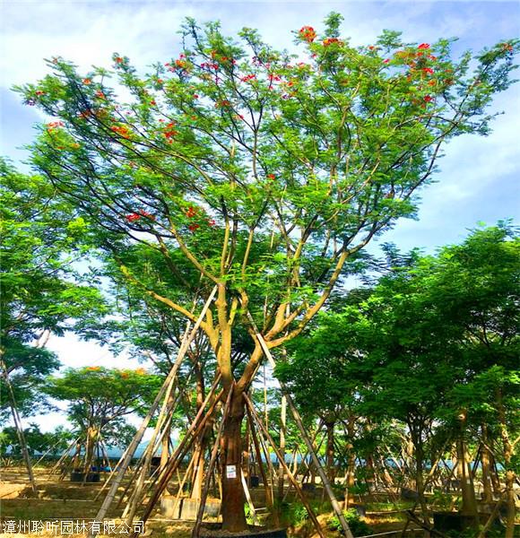 凤凰木报价重庆精品凤凰木庭院园林景观绿化工程苗