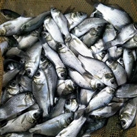 鲫鱼鱼苗 淡水鲫鱼苗孵化场 黄金鲫鱼苗养殖经验