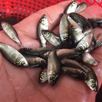 淡水养殖中科五号鲫鱼苗 活体良种鲫鱼鱼苗 耐运输易养殖