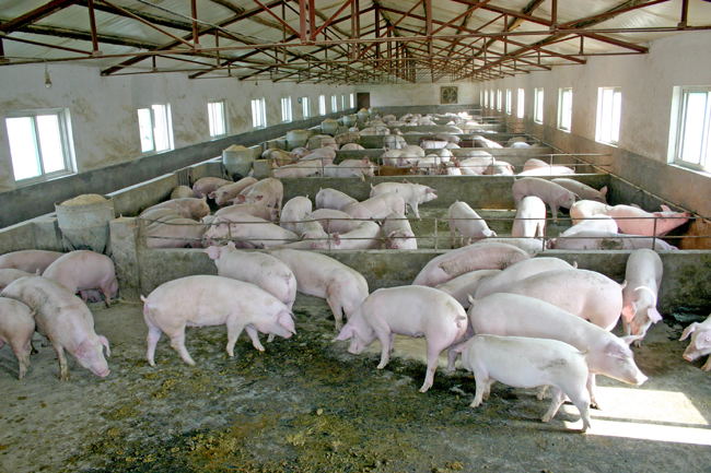 四川养猪场资产评估损失评估图片_高清图-重庆海润资产评估有限公司