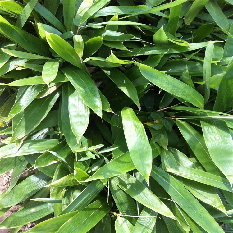 大量出售 箬竹 箬竹苗 苗圃直供 庭院园林绿化竹 规格齐全