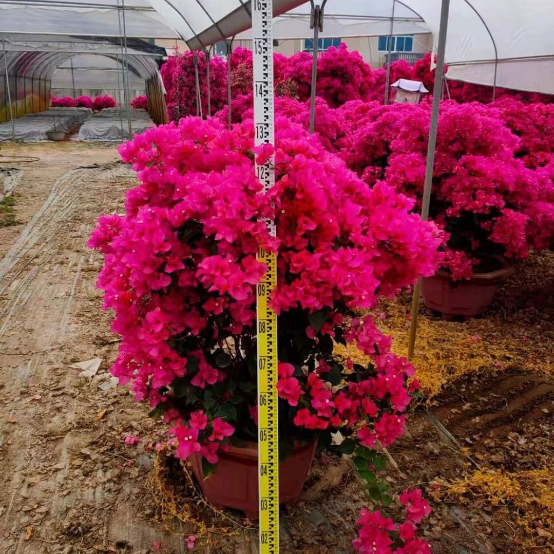 三角梅苗勒杜鹃苗九重葛袋苗双景园艺三角梅基地