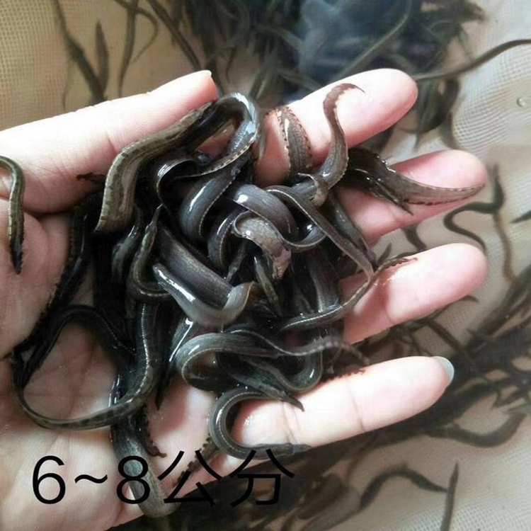 心水渔业刺鳅鱼苗供应邵阳刺鳅鱼苗湖南刺鳅鱼苗保值保量
