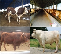 眉山市花卉树木评估公司价值评估