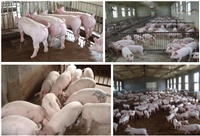 四川养猪场资产评估损失评估