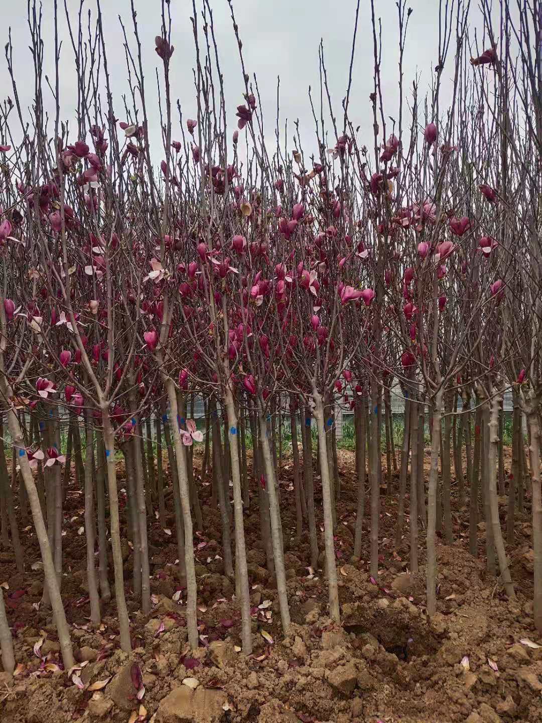 紫玉蘭小
