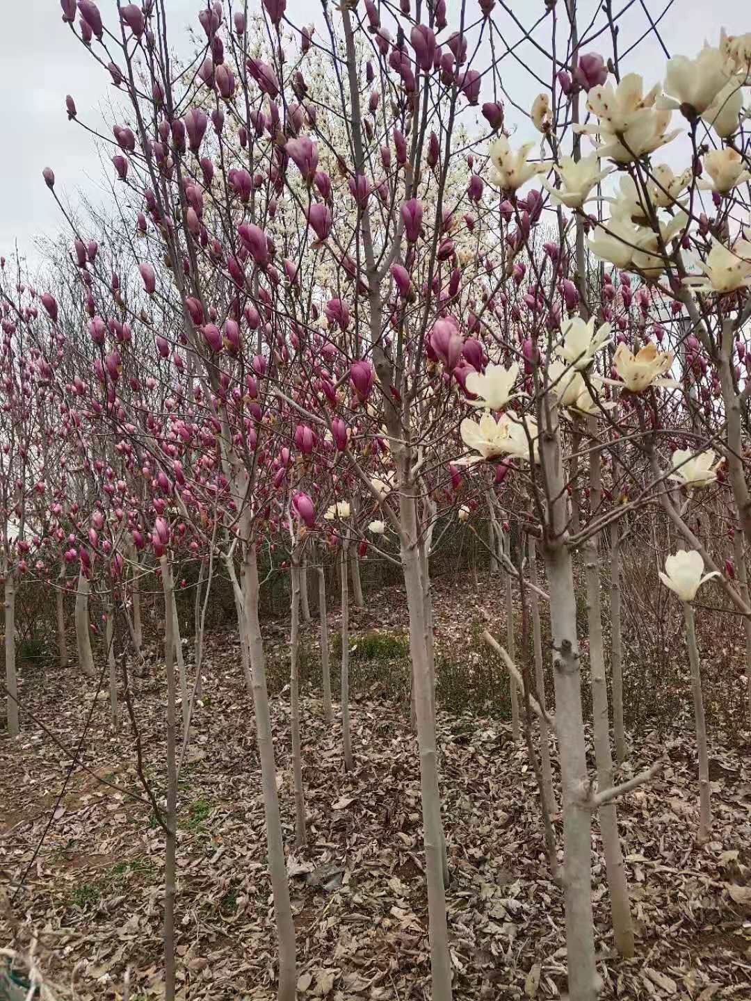 红玉兰树苗(红玉兰树苗哪里有卖的)