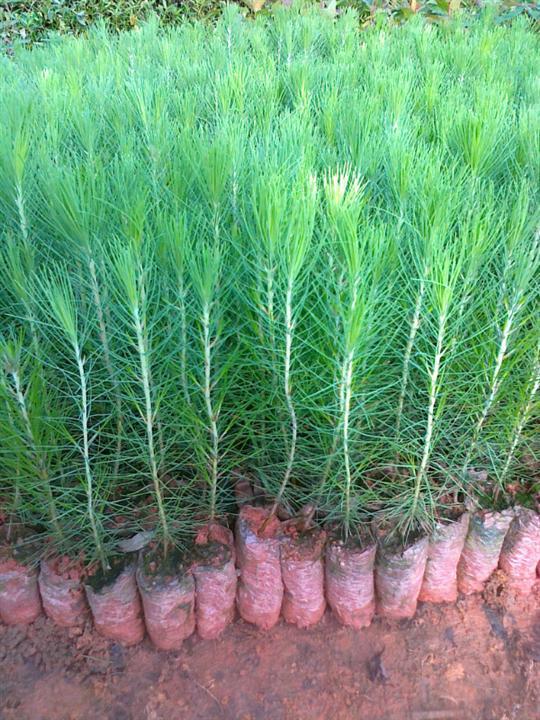 湿地松苗木价格,湿地松树苗,湿地松小苗,松树苗,松树容器苗-林之源