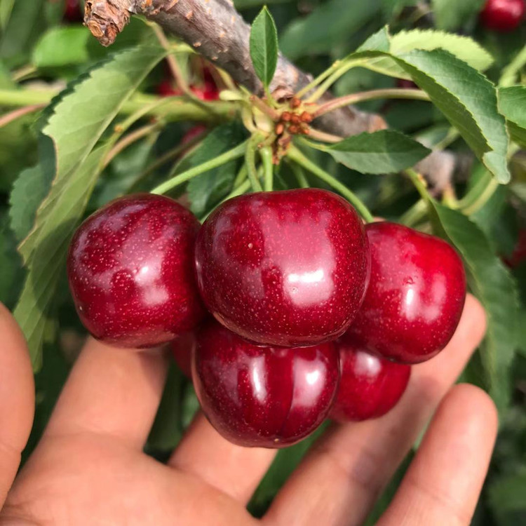 大果鲁樱3号樱桃苗硬度大3公分鲁樱三号樱桃苗