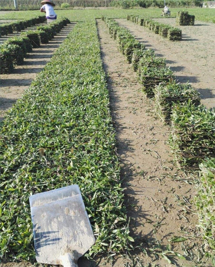 长安镇大叶油草块厂家,东莞大叶油草皮种植基地直销