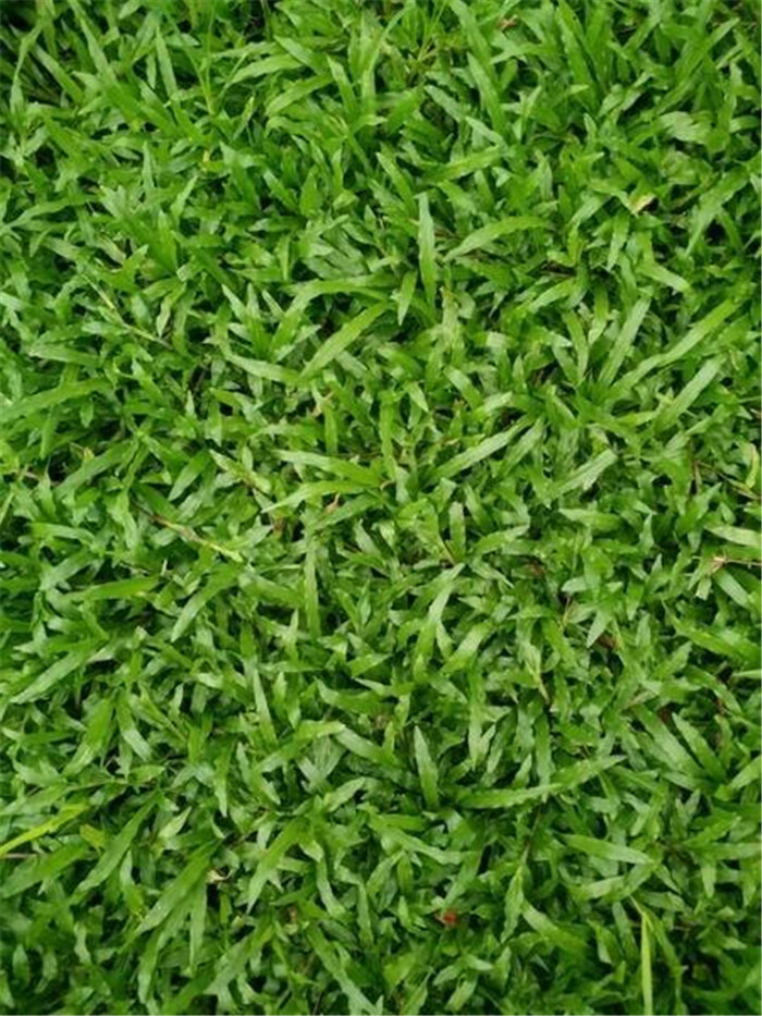 东莞市大叶油草销售 广东大叶油草 佛山大叶油草