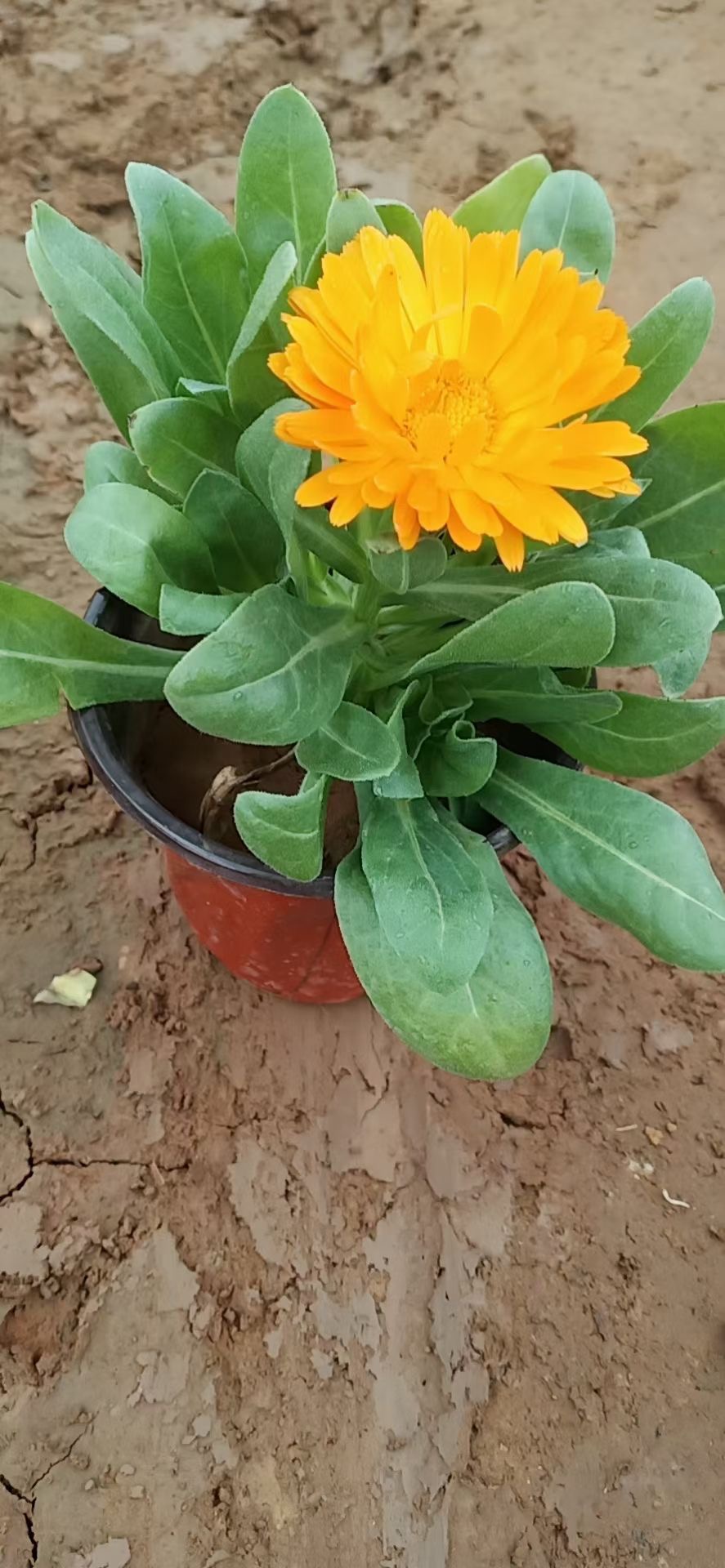 花坛点缀金盏菊金盏菊幼苗金盏菊直供金盏菊基地出货