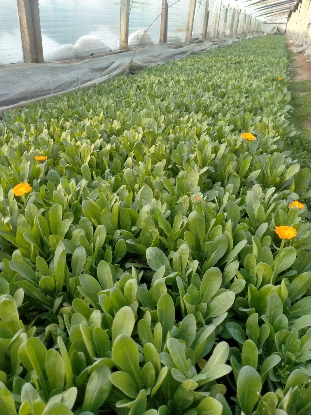 花坛点缀金盏菊金盏菊幼苗金盏菊直供金盏菊基地出货