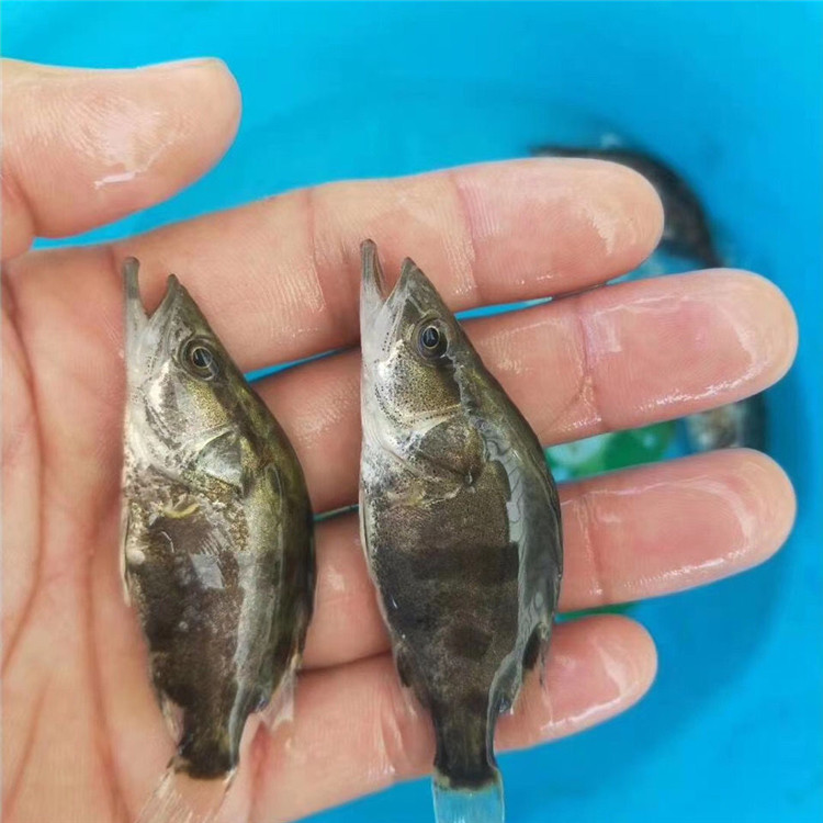 季花魚苗 黑龍江鰲花魚苗 桂花魚苗 翹嘴鱖魚苗