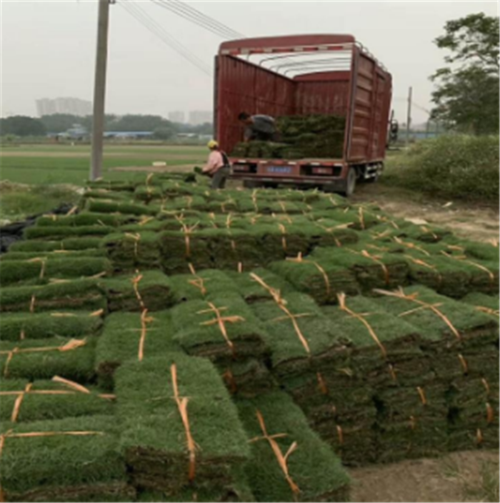 广东台湾草坪批发图片