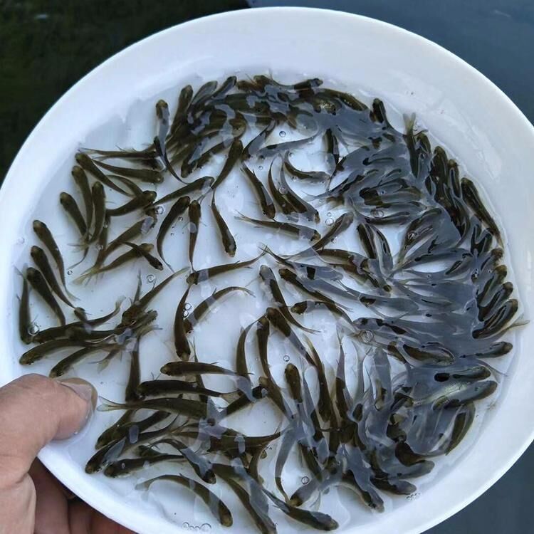 草鱼是典型的草食性鱼类,栖息于平原地区的江河湖泊,一般喜居于水的中