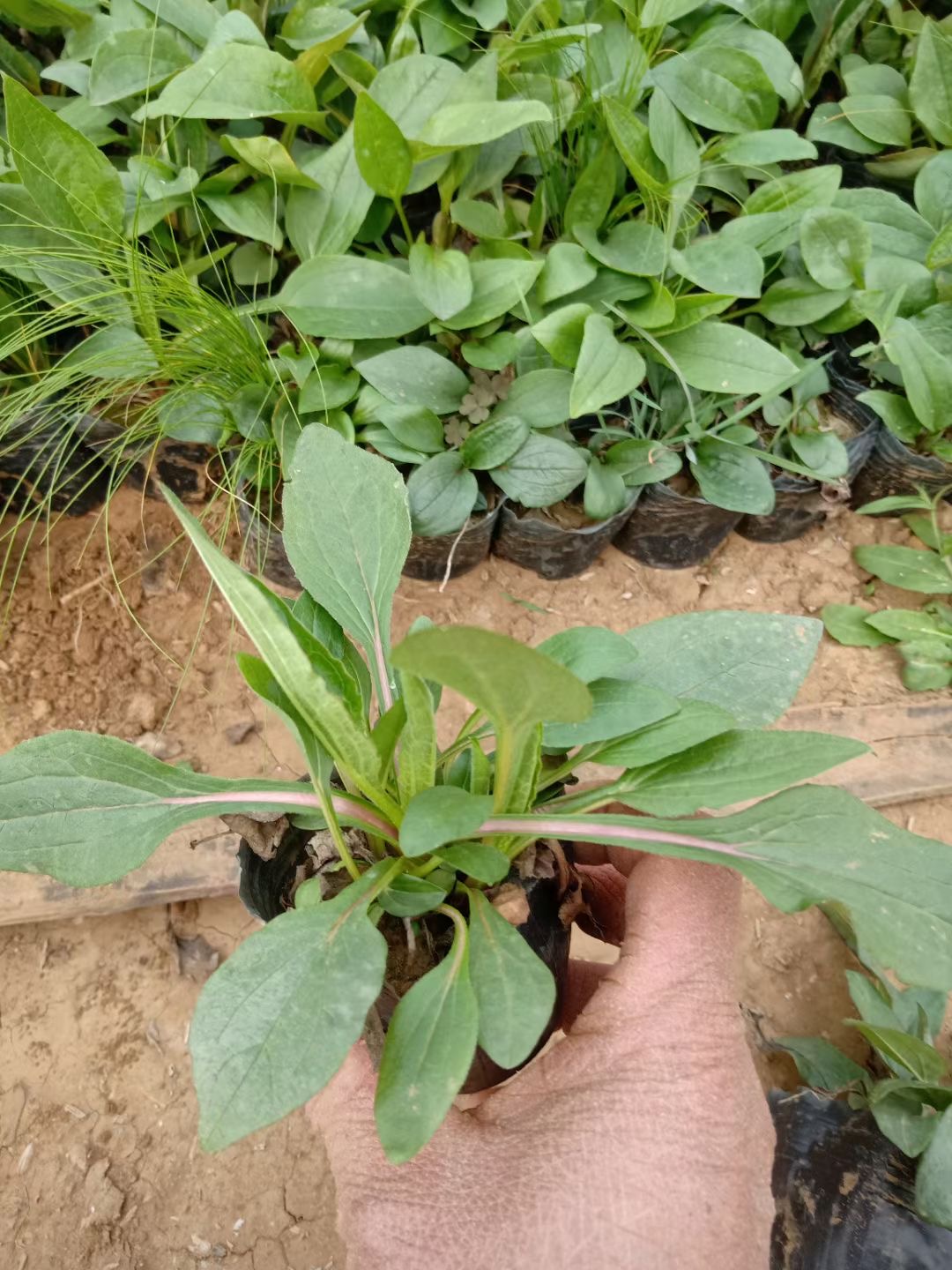 绿化草花松果菊质优价廉松果菊松果菊价格