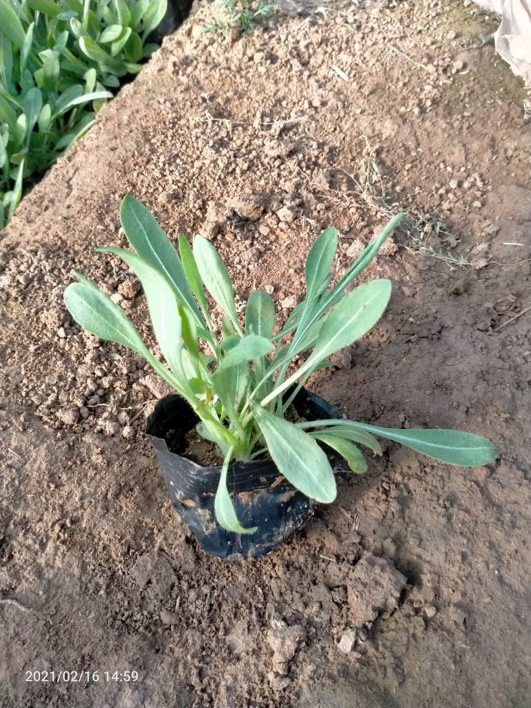 天人菊行情天人菊质优价廉天人菊大量好货