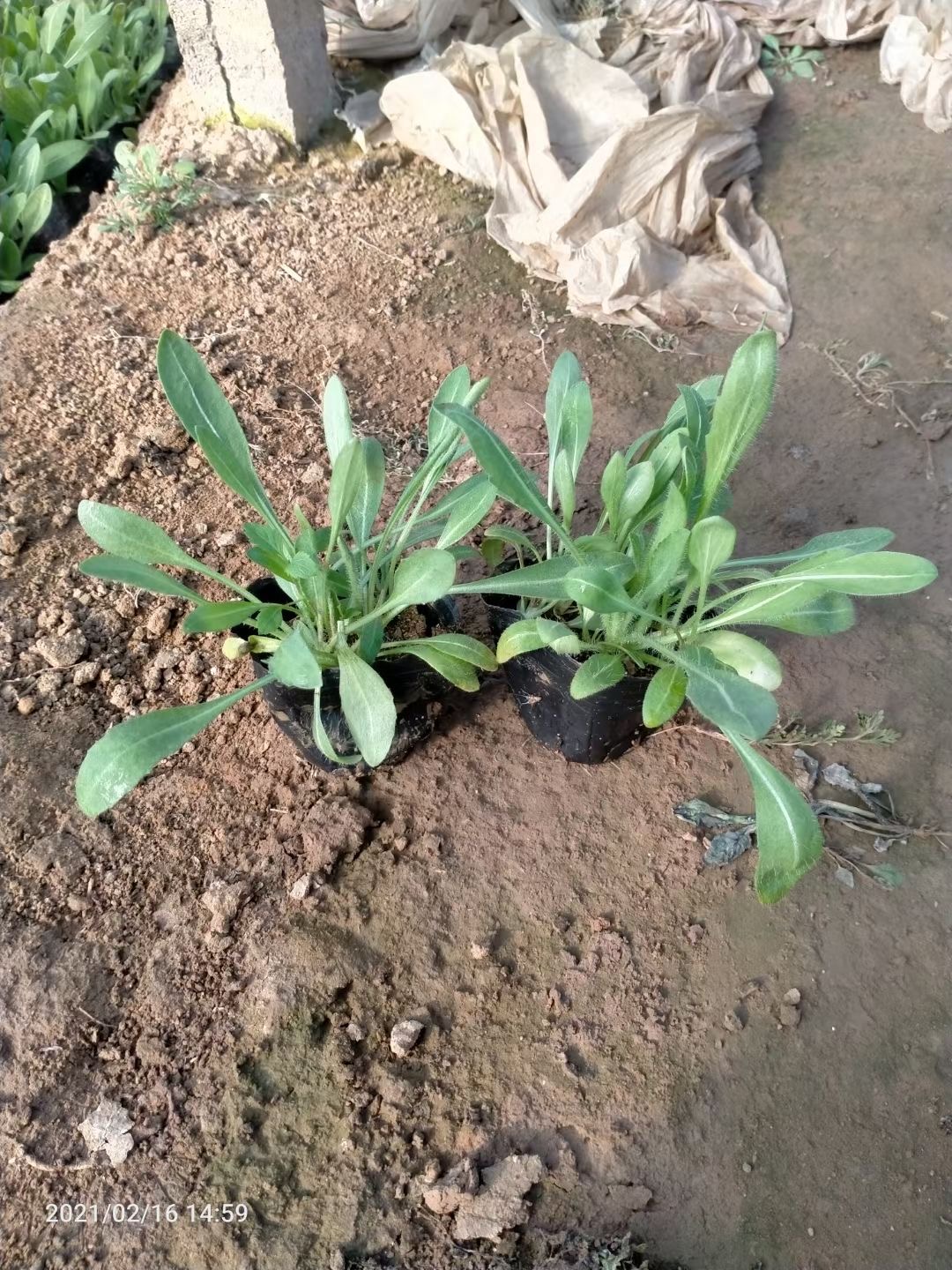 天人菊厂家 天人菊市场行情 长秀花卉